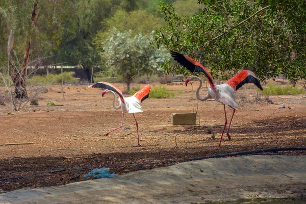 Flamingos Saudi Arabien — Stockfoto