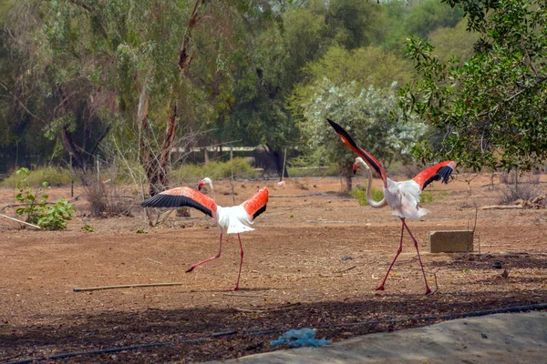 Flamingos Saudi Arabien — Stockfoto