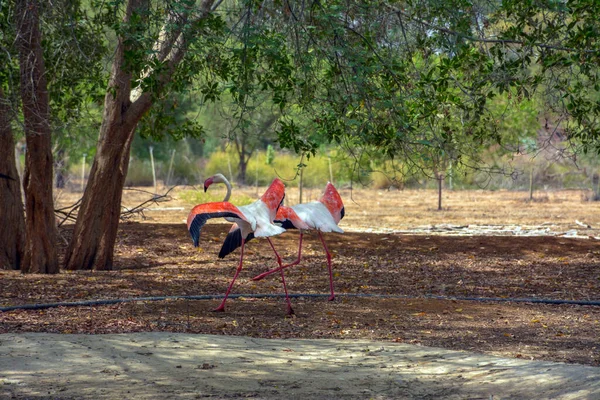 Większe Flamingi Arabii Saudyjskiej — Zdjęcie stockowe