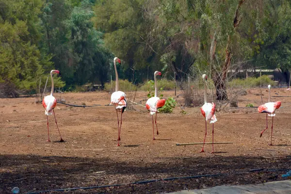 Grands Flamants Roses Arabie Saoudite — Photo