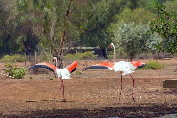 Flamingos Maiores Arábia Saudita — Fotografia de Stock