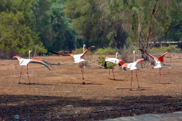 Nagyobb Flamingók Szaúd Arábiában — Stock Fotó
