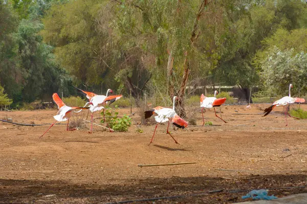 Flamingos Saudi Arabien — Stockfoto