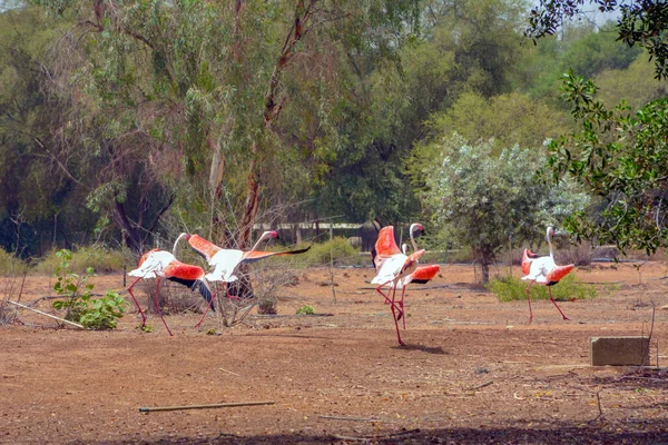 Flamingos Saudi Arabien — Stockfoto