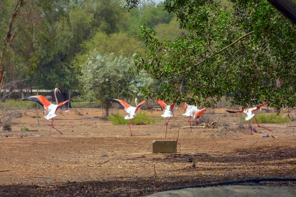 Flamingos Saudi Arabien — Stockfoto