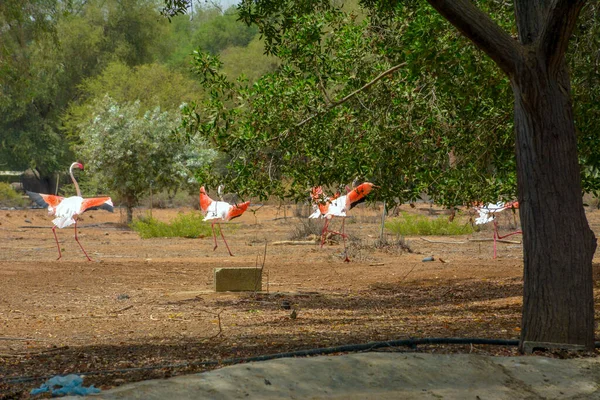 Flamingos Saudi Arabien — Stockfoto