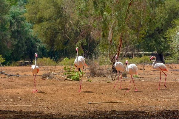 Flamingos Saudi Arabien — Stockfoto