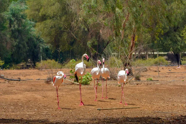 Flamingos Saudi Arabien — Stockfoto