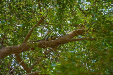 Suudi Arabistan, Jeddah 'daki ağaçtaki sincap.