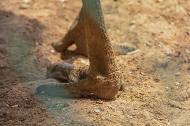 Emu 'nun bacağı yakın çekim.