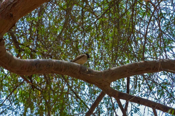 Bulbul Bílými Brýlemi Jedda Saúdská Arábie — Stock fotografie