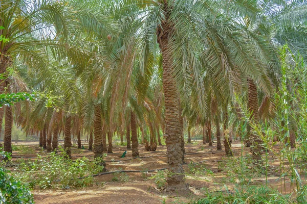 Jeddah, Suudi Arabistan 'daki palmiye ağaçlarının tarihleri