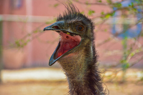 Emu close up shot