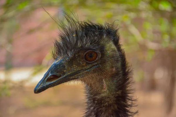 Emu Close Shot — Stock Photo, Image