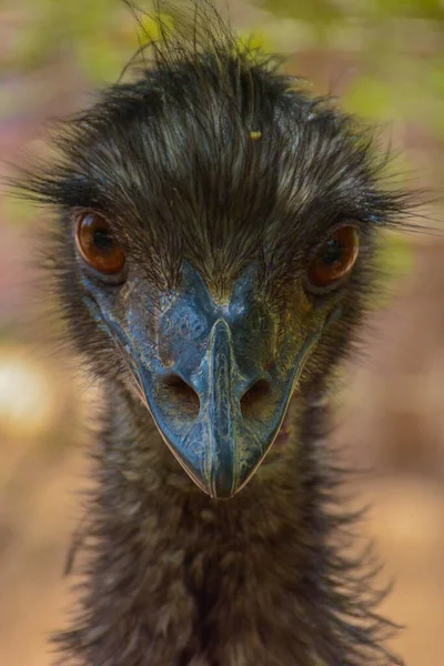 Emu Close Shot — Stock Photo, Image