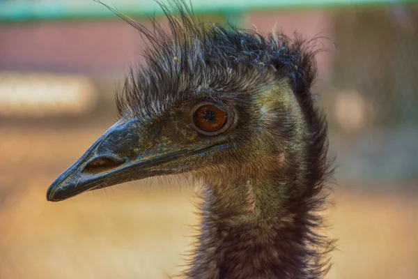 Emu Közeledik — Stock Fotó