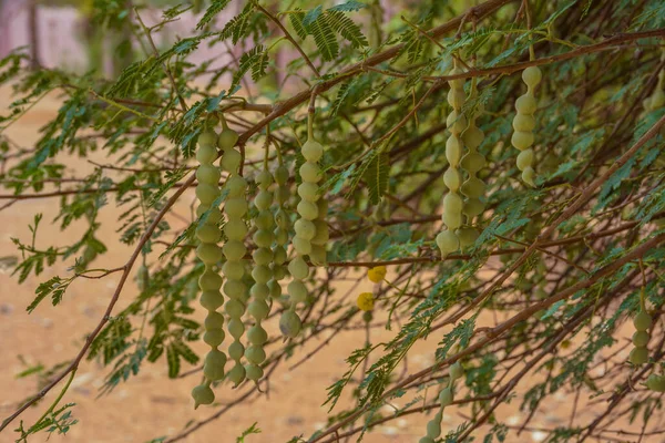 Jeddah Suudi Arabistan Dan Bilinmeyen Tohum — Stok fotoğraf