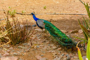 Tavuskuşu yakın çekim, vücut ve fethers
