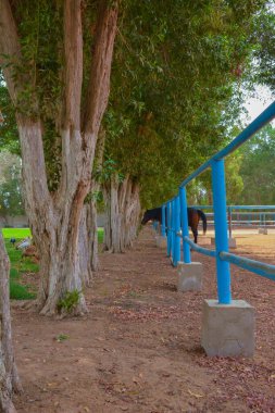 Suudi Arabistan, Jeddah 'da kafesteki at