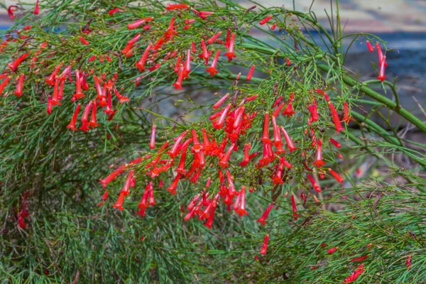 Vörös Virágok Zöld Gyökerek — Stock Fotó