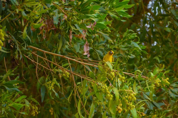 Masked Weaver Jeddah Saudi Arabia — Stock Photo, Image