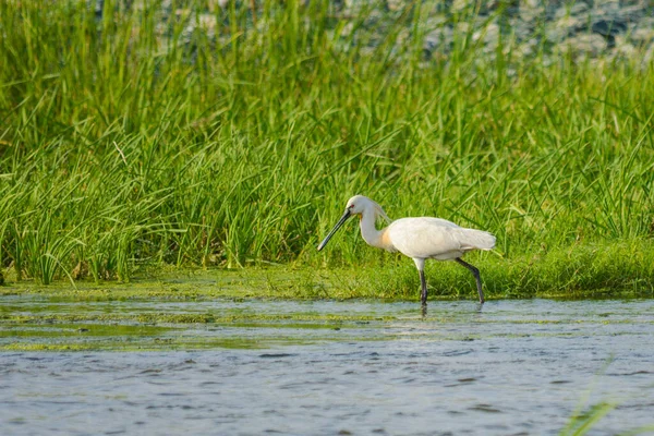 Eurasian Spoonbill Fishing Lake Jeddah Saudi Arabia — Stock Photo, Image