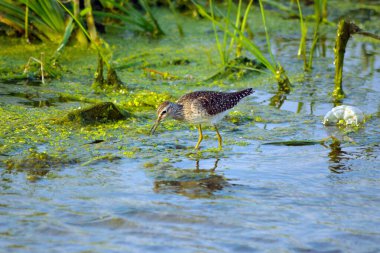 Çulluk gölde besleniyor, Jeddah - Suudi Arabistan