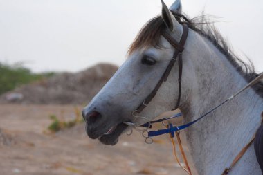 At kafası yakın çekim.