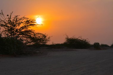 günbatımı ve ağaç silueti