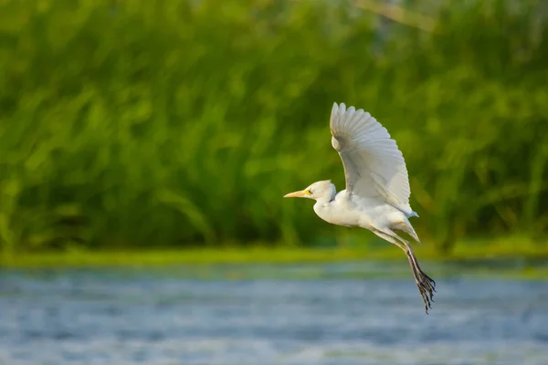 Indian Pond Heron Lake Jeddha Saudi Arabia — Stock Photo, Image