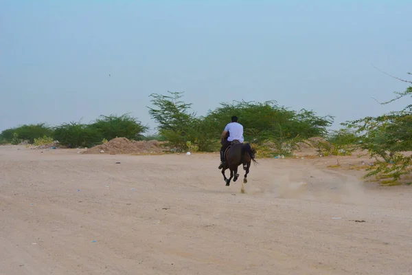 Paseos Caballo Jeddah —  Fotos de Stock