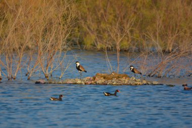 Yeşil vadi gölündeki kuşlar, Jeddah - Suudi Arabistan