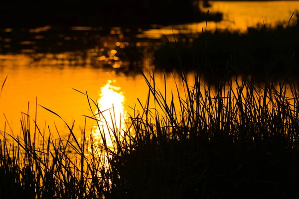 Puesta Sol Reflejada Lago Con Silueta Hierba —  Fotos de Stock