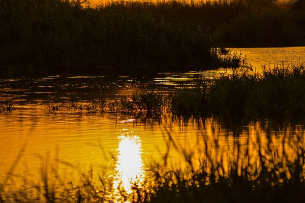 Puesta Sol Reflejada Lago Con Silueta Hierba —  Fotos de Stock