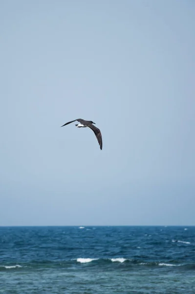 Menos Gaivota Costas Pretas — Fotografia de Stock