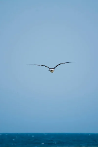 Gaivota Cabeça Preta — Fotografia de Stock