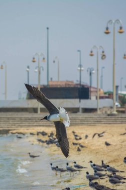 Deniz kıyısındaki martılar, kızıl deniz, jeddah - Suudi Arabistan