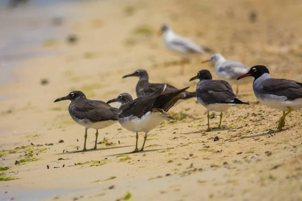 Oiseaux Mer Bord Mer Mer Rouge Jeddah Arabie Saoudite — Photo