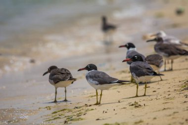 Deniz kuşları, kızıl deniz, jeddah - Suudi Arabistan