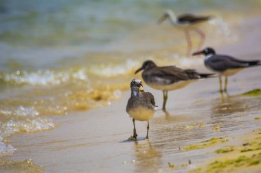 Deniz kuşları, kızıl deniz, jeddah - Suudi Arabistan