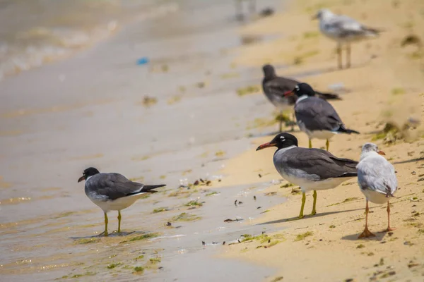 Sea Birds Seashore Red Sea Jeddah Saudi Arabia — Stock Photo, Image