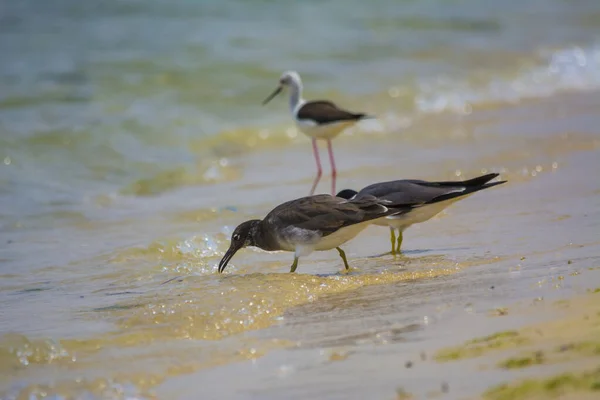 Aves Marinhas Costa Mar Vermelho Jeddah Arábia Saudita — Fotografia de Stock