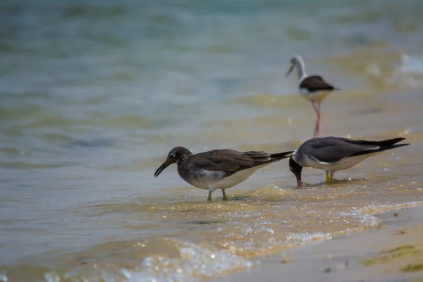 Sea Birds Seashore Red Sea Jeddah Saudi Arabia — Stock Photo, Image