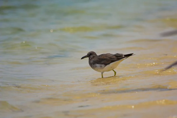 Oiseaux Mer Bord Mer Mer Rouge Jeddah Arabie Saoudite — Photo