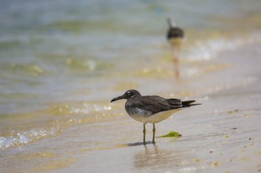 Deniz kuşları, kızıl deniz, jeddah - Suudi Arabistan