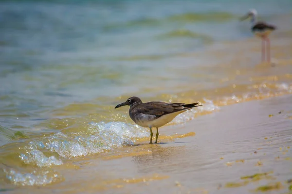 Aves Marinhas Costa Mar Vermelho Jeddah Arábia Saudita — Fotografia de Stock