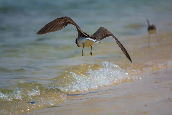 Aves Marinhas Costa Mar Vermelho Jeddah Arábia Saudita — Fotografia de Stock