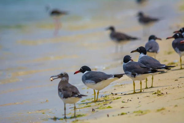 Aves Marinhas Costa Mar Vermelho Jeddah Arábia Saudita — Fotografia de Stock