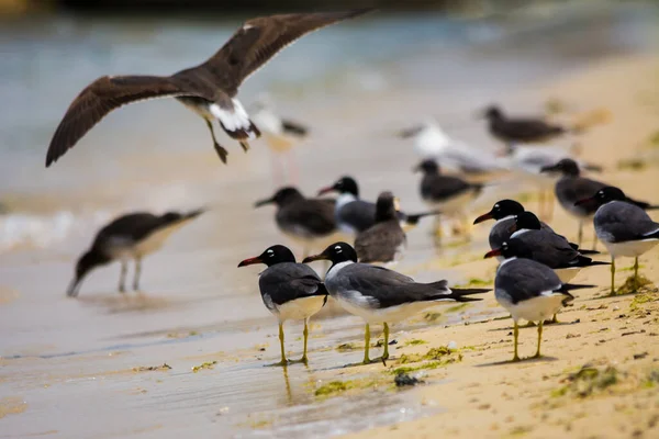 Aves Marinhas Costa Mar Vermelho Jeddah Arábia Saudita — Fotografia de Stock