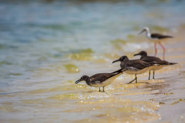 Aves Marinhas Costa Mar Vermelho Jeddah Arábia Saudita — Fotografia de Stock